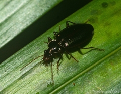 Lorostema bothriophora