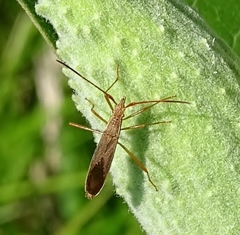 Protenor belfragei