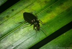 Lorostema bothriophora