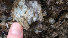 Semibalanus cariosus