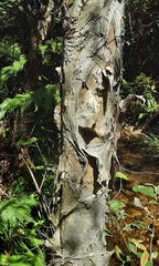 Melaleuca linariifolia