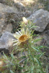 Carlina vulgaris spinosa