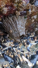 Semibalanus cariosus