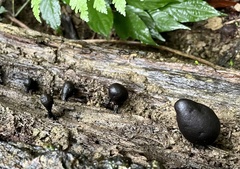 Xylaria obovata