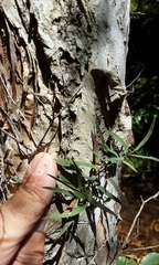 Melaleuca linariifolia