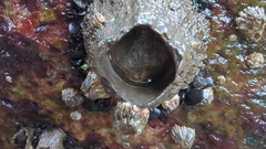 Semibalanus cariosus