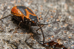 Dindymus circumcinctus