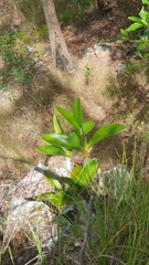 Dendrobium speciosum hillii