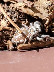 Paraphidippus