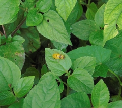 Chauliognathus flavipes