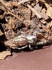 Paraphidippus