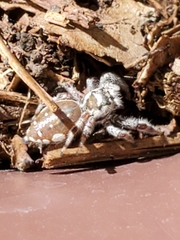 Paraphidippus