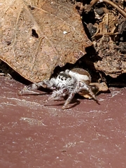 Paraphidippus