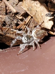 Paraphidippus