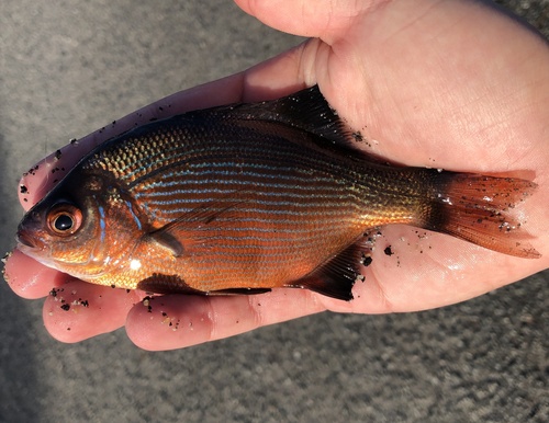 Striped Surfperch