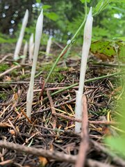 Cephalanthera austiniae
