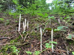 Cephalanthera austiniae