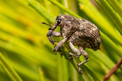 Eutyrhinus meditabundus