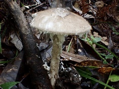 Amanita vestita