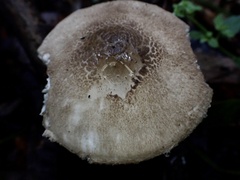 Amanita vestita
