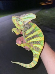 Chamaeleo calyptratus