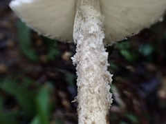 Amanita vestita