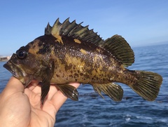 Sebastes chrysomelas