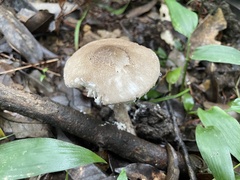 Amanita vestita