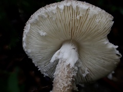 Amanita vestita