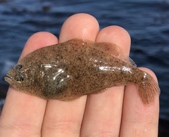 Citharichthys stigmaeus