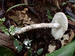 Amanita vestita
