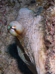 Octopus insularis