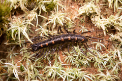 Scutigeridae