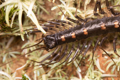 Scutigeridae
