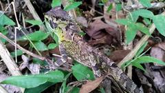 Keeled Helmeted Basilisk photo 4