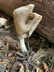 Helvella elastica
