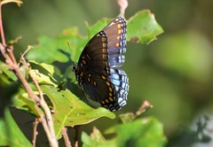 Limenitis arthemis image