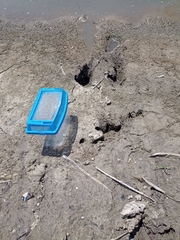 Hydrochoerus hydrochaeris