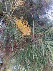 Grevillea robusta