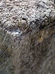 Salticinae