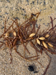 Phyllospora comosa