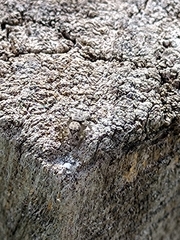 Salticinae