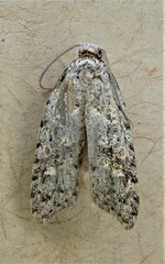 Heterocrossa gonosemana