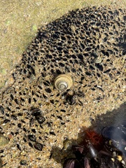 Austrocochlea constricta