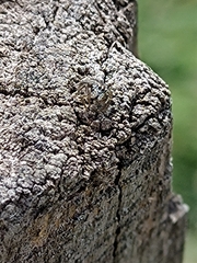 Salticinae