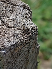 Salticinae