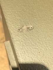 Alucita montana