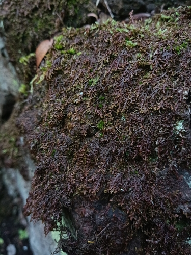 Frullania image