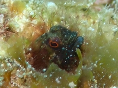 Emblemaria pandionis