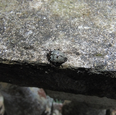 Cypherotylus adrianae